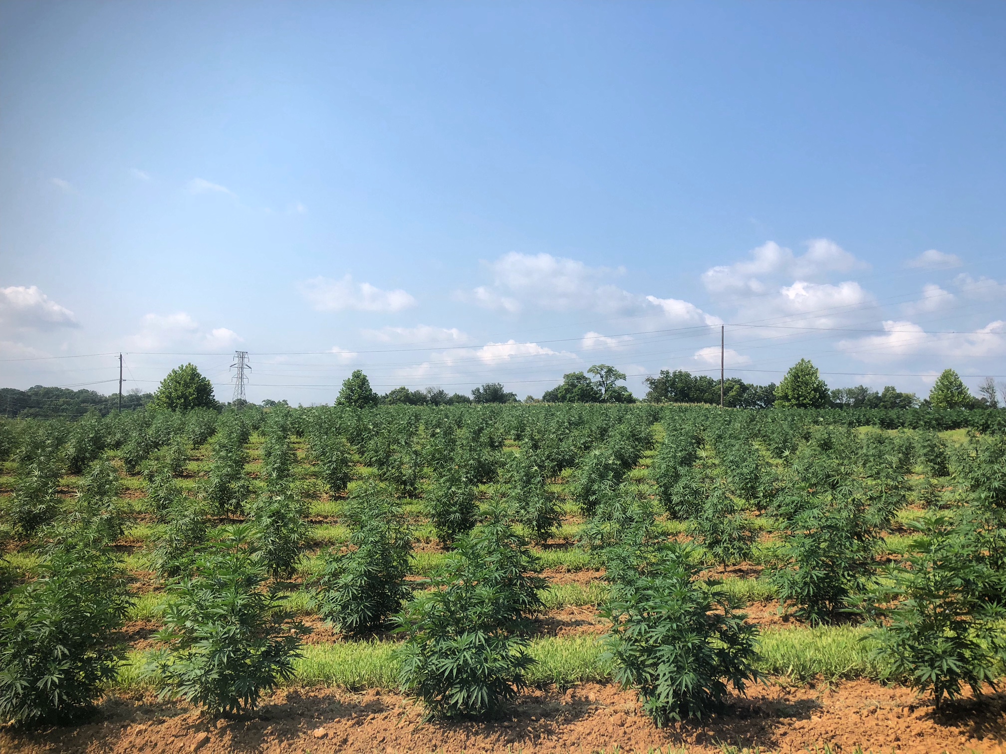 Lancaster-PA-Hemp-Farm